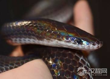 墨蛇是怎么样的？“一里路上有墨蛇,十里路上无毒蛇”有科学依据吗？