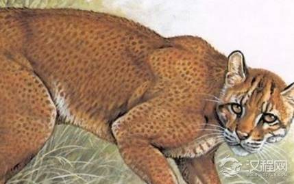 上古神话两大奇兽，一兽食虎真的存在！