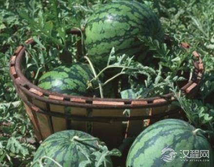 在古代，古人们夏天也会吃西瓜吗？