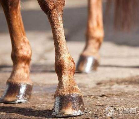 古代战马为什么要打马蹄铁 钉马蹄铁会对马儿造成伤害吗
