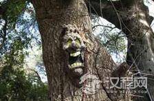 世界上真有食人树吗：奠柏树吃人之传说