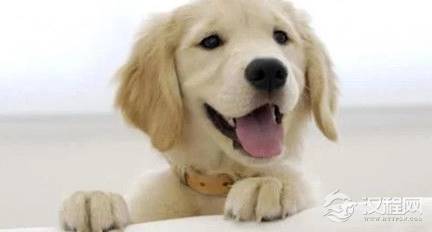 古代没有狂犬疫苗 古人被狗咬了后都是怎么处理的