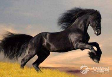 古代的骑兵为什么骑的是战马而不是骡子?骡子的劣势在哪里?