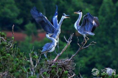 秦始皇的祖先：帮舜帝驯服鸟兽，助大禹治水