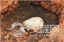 考古发现奇怪骷髅埋于巨石阵 可能源自于部落