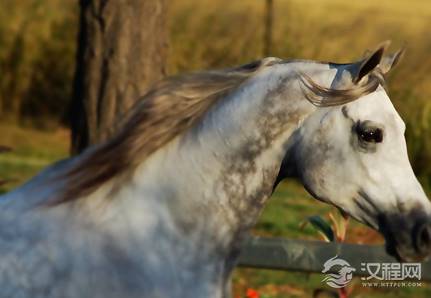 赵云坐骑的马叫做什么名字 赵云的马是怎么死的