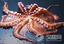 为什么说?章鱼是最接近外星人的生物?