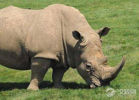 古代打仗攻城门的时候 古人为何不用犀牛撞城门