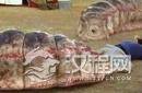 蒙古神秘“死亡之虫”真实存在吗?让人不寒而栗