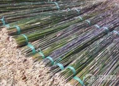 古代竹竿不值钱 为什么小贩还能靠他们赚钱养家呢