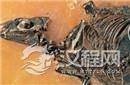 揭秘:发现远古母马尸体 4700万年前的一尸两命