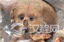 千年古墓发现古怪婴儿 竟然是外星人?