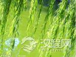 唐高宗赐柳枝：清明插柳折柳戴柳的习俗始于唐朝
