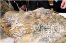 西伯利亚惊现长毛犀牛尸体 距今已万年历史