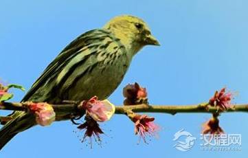 曹植《野田黄雀行》的原文是什么？该如何赏析呢？