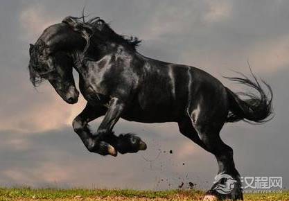 汉武帝刘彻为汗血宝马发动了两次战争 这马的魅力究竟有多大