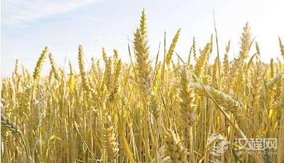 明朝时期的人们都吃什么什么 有什么东西可以吃的