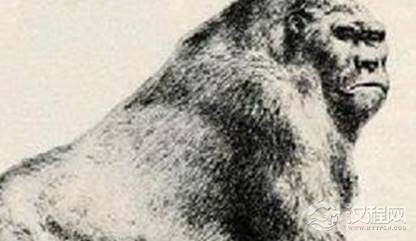 关于比利猿的存在有哪些疑云?比利猿生活在非洲哪个国家?