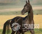 大宛的象征汗血宝马：为什么会被叫做汗血宝马？