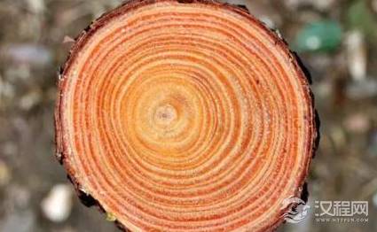 树的年轮表达了什么意思?年轮又是怎么形成的?