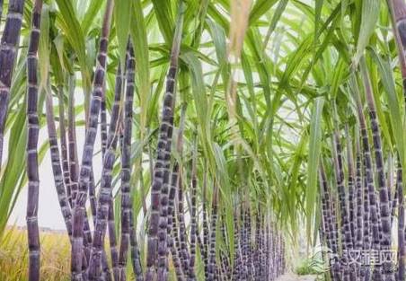 古代有甘蔗吗？三国时期就有武将拿甘蔗比武了