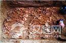 汉武帝陪葬坑出土80具成年马骨 疑为汗血宝马