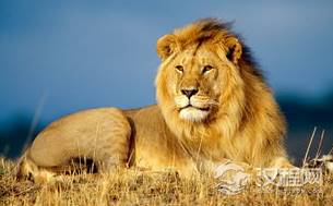 胡人进贡汉武帝一物，武帝不喜将它喂老虎，不料老虎见之伏地不起