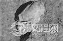 墨西哥现奇特怪异头骨：疑为外星人混血儿