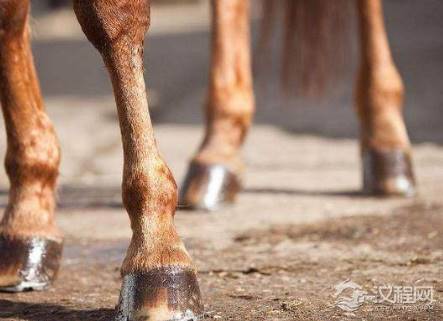 古代战马为什么打马掌呢 这么做马会不会很疼呢