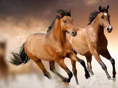 古代战马不打马蹄铁会怎么样 马儿会不会很痛