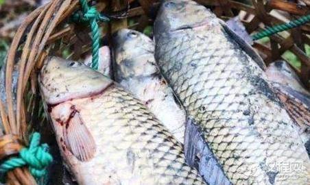 刘伯温死前为何送朱元璋一筐鱼 这一筐鱼到底有什么寓意呢