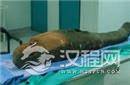 千年木乃伊头颅中残留取脑棒?竟因工作失误
