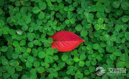 什么是心灵感应?植物之间存在心灵感应吗?