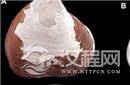 揭秘：北极现百万年前贝类祖先化石