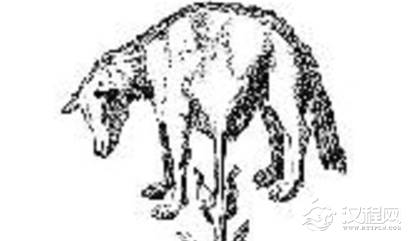 植物羊是真的存在吗?古代中国和欧洲典籍是怎么记载的?