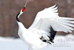 古代奇毒“鹤顶红”的毒性有多强？看它别名就知道了