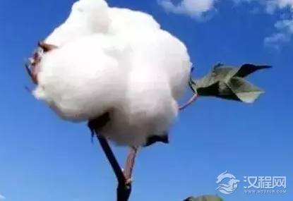 宋朝前还没有棉花，古代人是怎么御寒的？