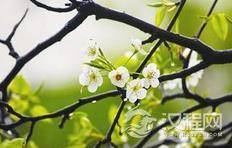 古人对春天的雅称：三春阳春 青阳 青春