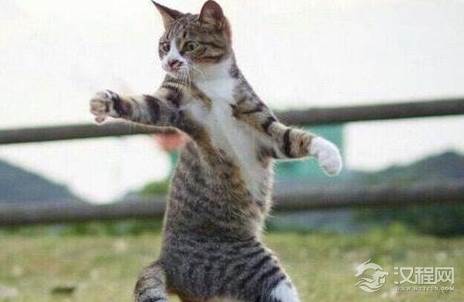 “三脚猫”为何用来形容技艺不精的人？“三脚猫”是怎么来的？