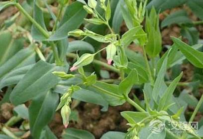 穿山甲有什么药用价值？哪些药物能代替穿山甲？