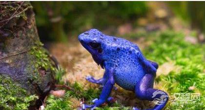 世界上最长寿的动物是什么？它长寿到能活多久?