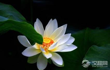 周敦颐在哪写的爱莲说？《郑氏家乘》中有着怎样的记载？