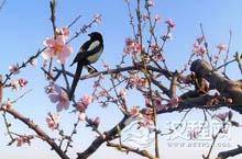 ”梅妻鹤子“说的是谁？古人为什么这么喜欢梅花？