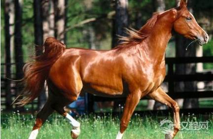 能让汉武帝为其发动战争的汗血宝马,到底有着怎样的魅力?