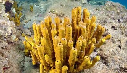 海绵动物是怎样形成的？海绵动物有哪些？