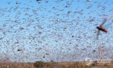 蝗虫是农业天敌，古人是如何应对蝗灾的呢？