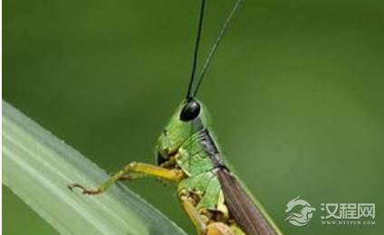 防治竹蝗有哪些具体措施？制定了哪些规章制度？