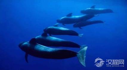 领航鲸简介 领航鲸为什么叫领航鲸？