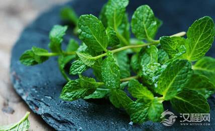 含有薄荷成分的食品为何吃起来凉凉的？薄荷有什么功效？