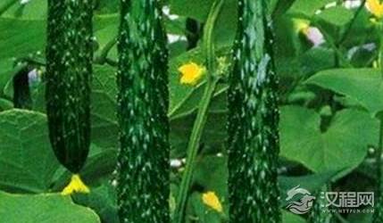黄瓜原来是叫胡瓜，那么究竟是谁将它改为了黄瓜?